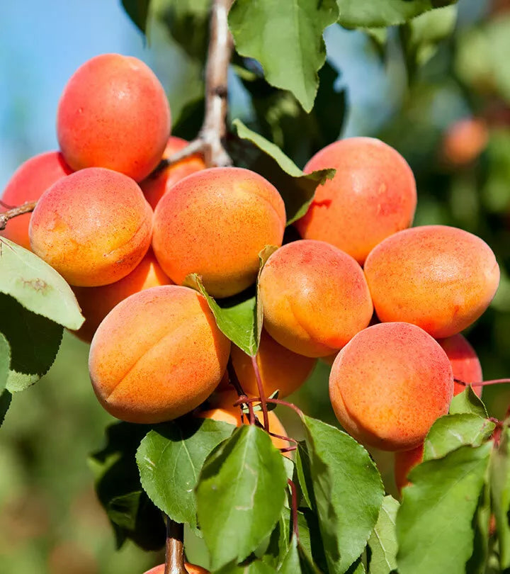 Apricot Fruit Seeds 20 Pack Heirloom Prunus armeniaca for Home Gardening