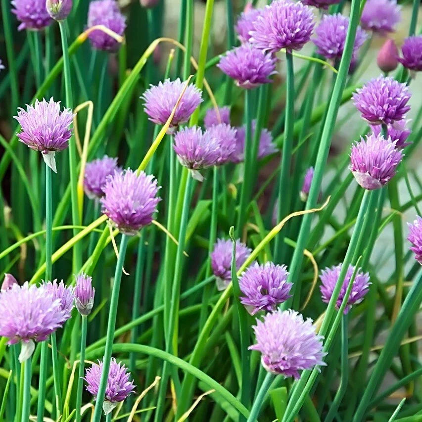 Chives Seeds 300+ Non-GMO Culinary Herb Allium schoenoprasum for Vegetable Garden, Free Shipping USA
