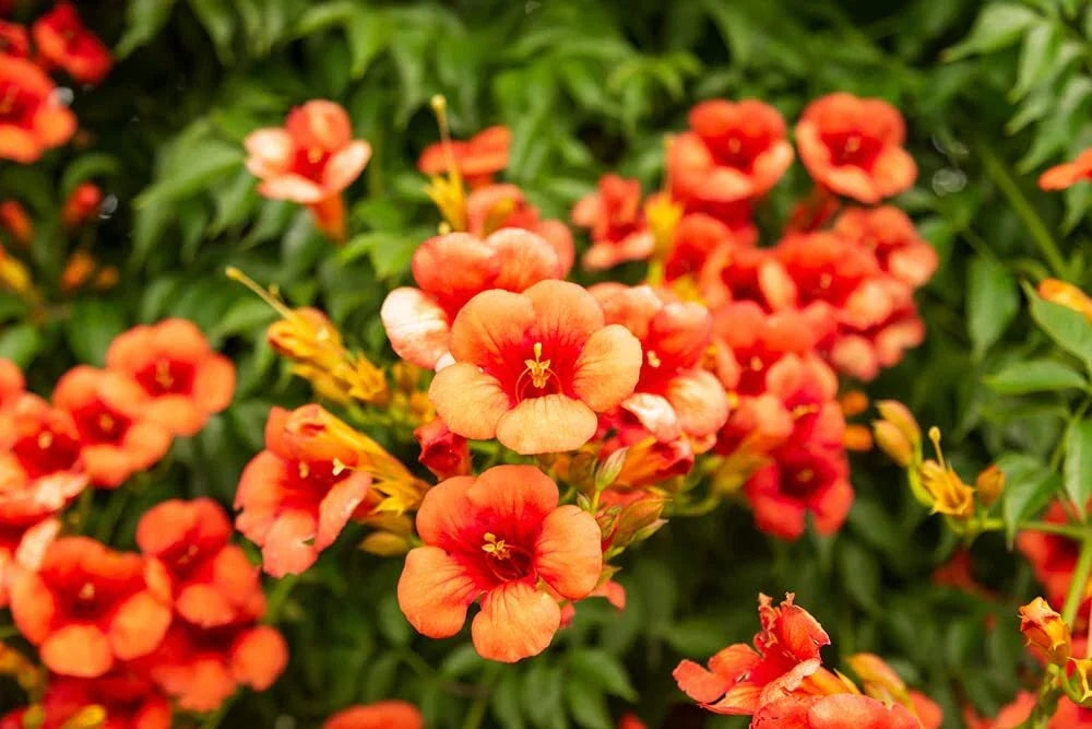 Rare Orange Hummingbird Bush Seeds - 25 Non-GMO Orange Trumpet Vine Seeds (Tecoma capensis) - Attracts Hummingbirds & Butterflies