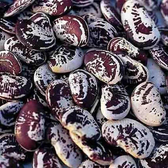 Lima Bean Seeds - Christmas Speckled Pole - Organic Heirloom Non-GMO - Phaseolus lunatus - 50 Seeds per Packet