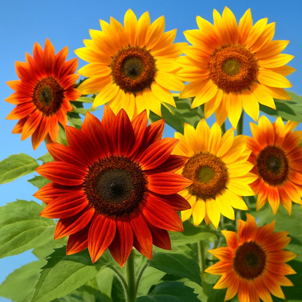 Autumn Beauty Sunflower Seeds 100 Pack - Helianthus annuus - Bee & Bird Magnet - Vibrant Yellow, Orange, Red Blooms
