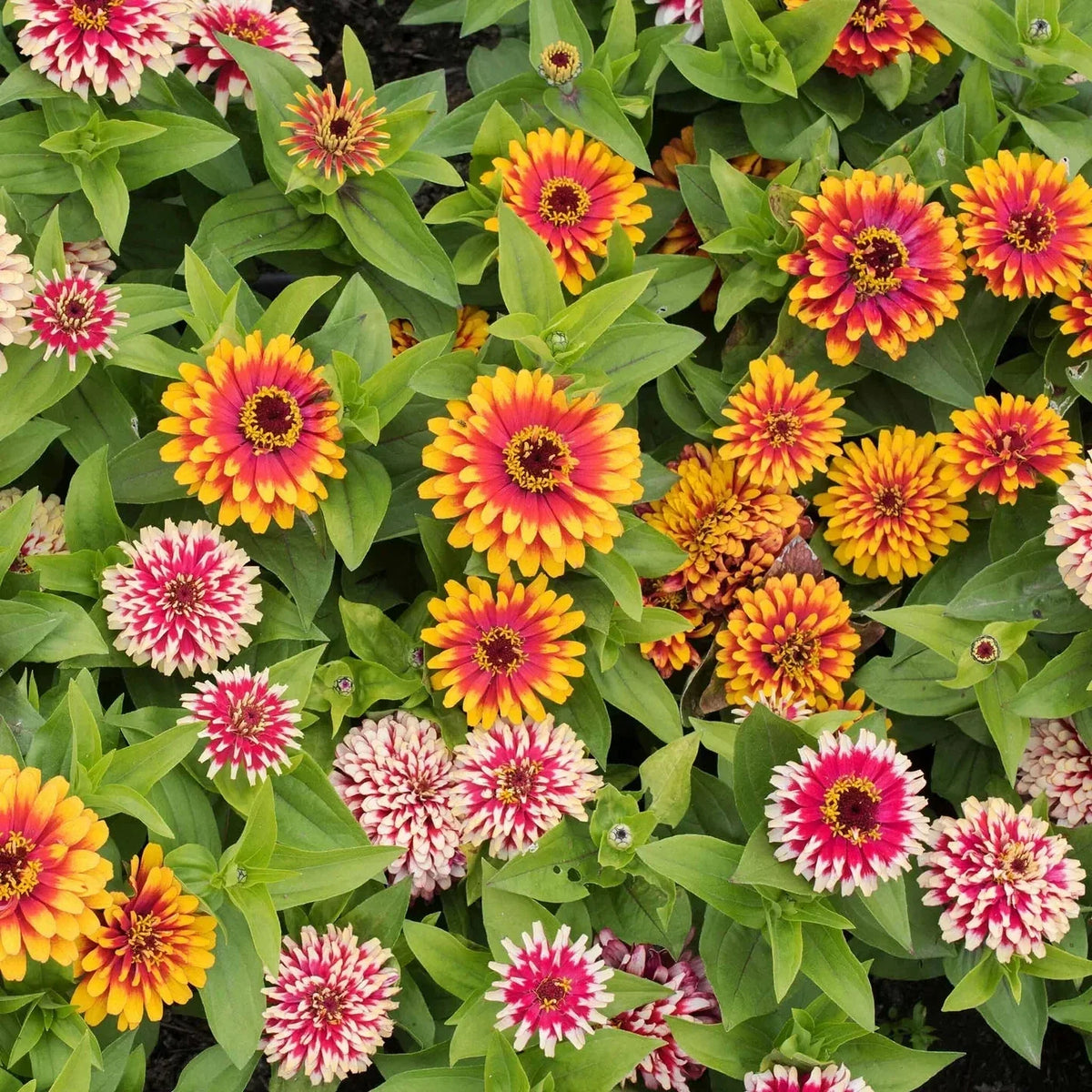 Zinnia Seeds - 100+ Pack - Swizzle Mix Colorful Annual Flowers - Zinnia elegans - USA Grown for Garden Planting