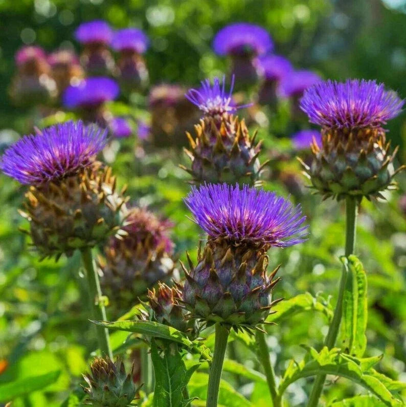 Cardoon Seeds Packets, NON-GMO Artichoke Thistle, Cynara cardunculus, Edible Stalks for Culinary Use