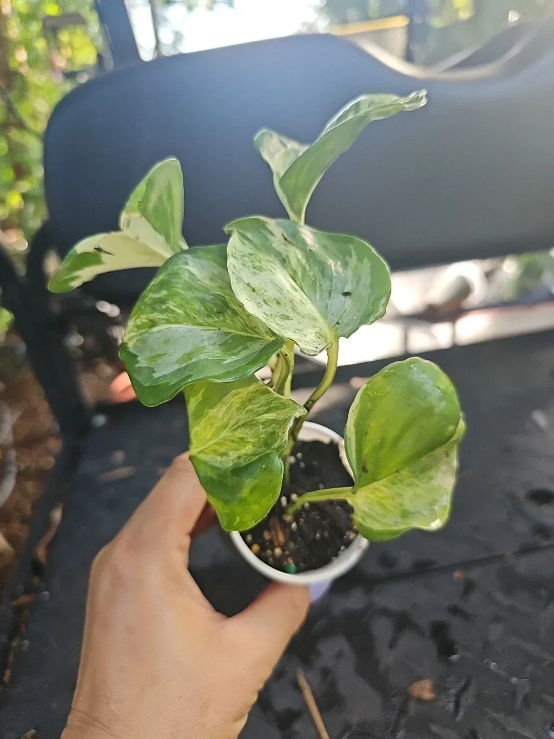 Manjula Pothos Plant - Fully Rooted 5 Nodes - Variegated Epipremnum aureum - Air-Purifying Indoor Houseplant