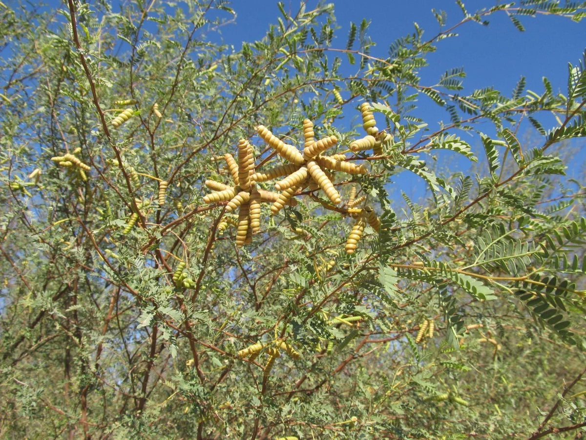 Screw Bean Mesquite Tree Seeds - 10 Seed Pods - Prosopis Pubescens - Drought-Tolerant Native Plant for Landscaping