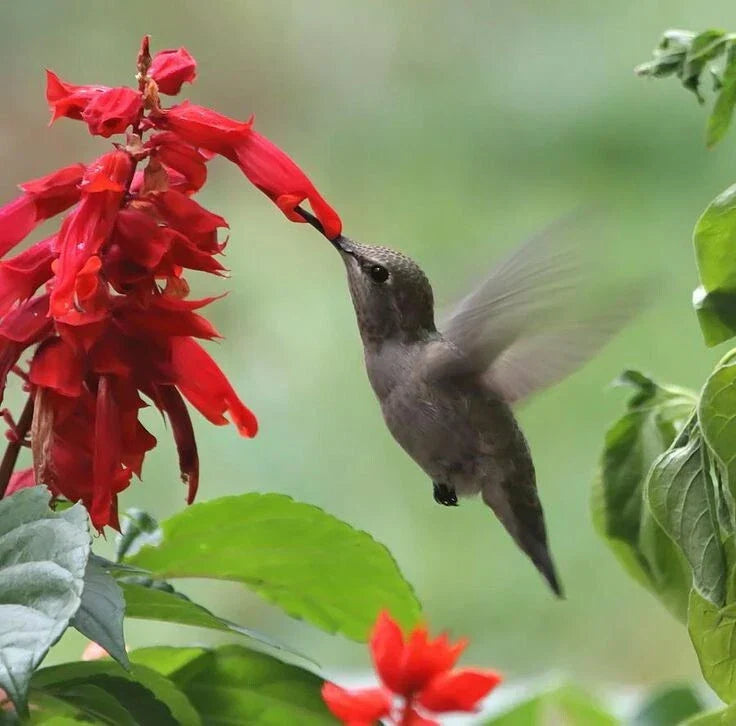 Scarlet Sage Seeds - 100 Count - Red Hummingbirds - Salvia splendens - Attract Pollinators to Your Garden