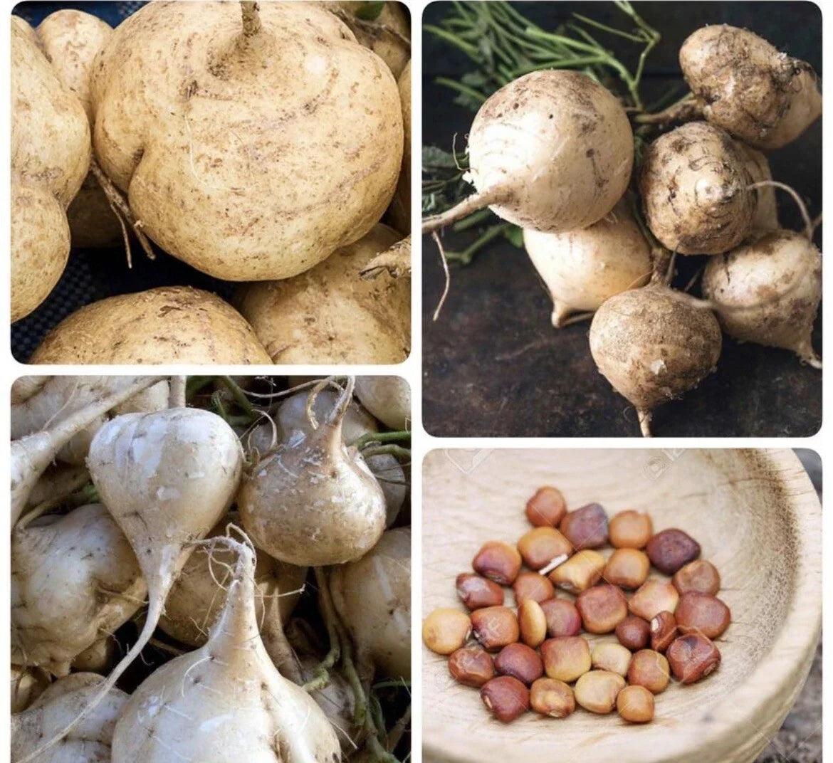 Jicama Seeds 50+ Pack | Non-GMO Mexican Yam Bean | Tuber Vegetable (Pachyrhizus erosus) | Crunchy Root for Salads