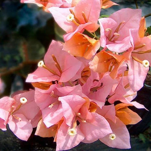 Bougainvillea Starter Plant | Hugh Evans Variety | Well Rooted | Bougainvillea glabra | Tropical Ornamental Foliage