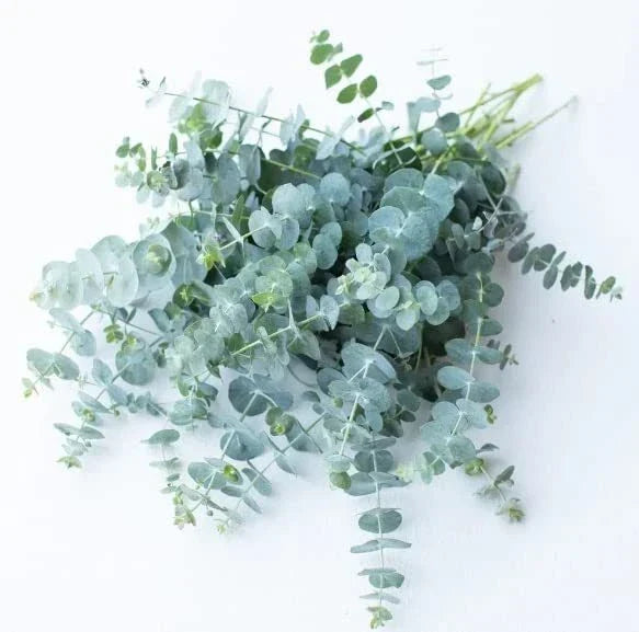 Baby Blue Eucalyptus Seeds, 10 Seeds for Planting, Eucalyptus cinerea, Ideal for Cut Flower Bouquets