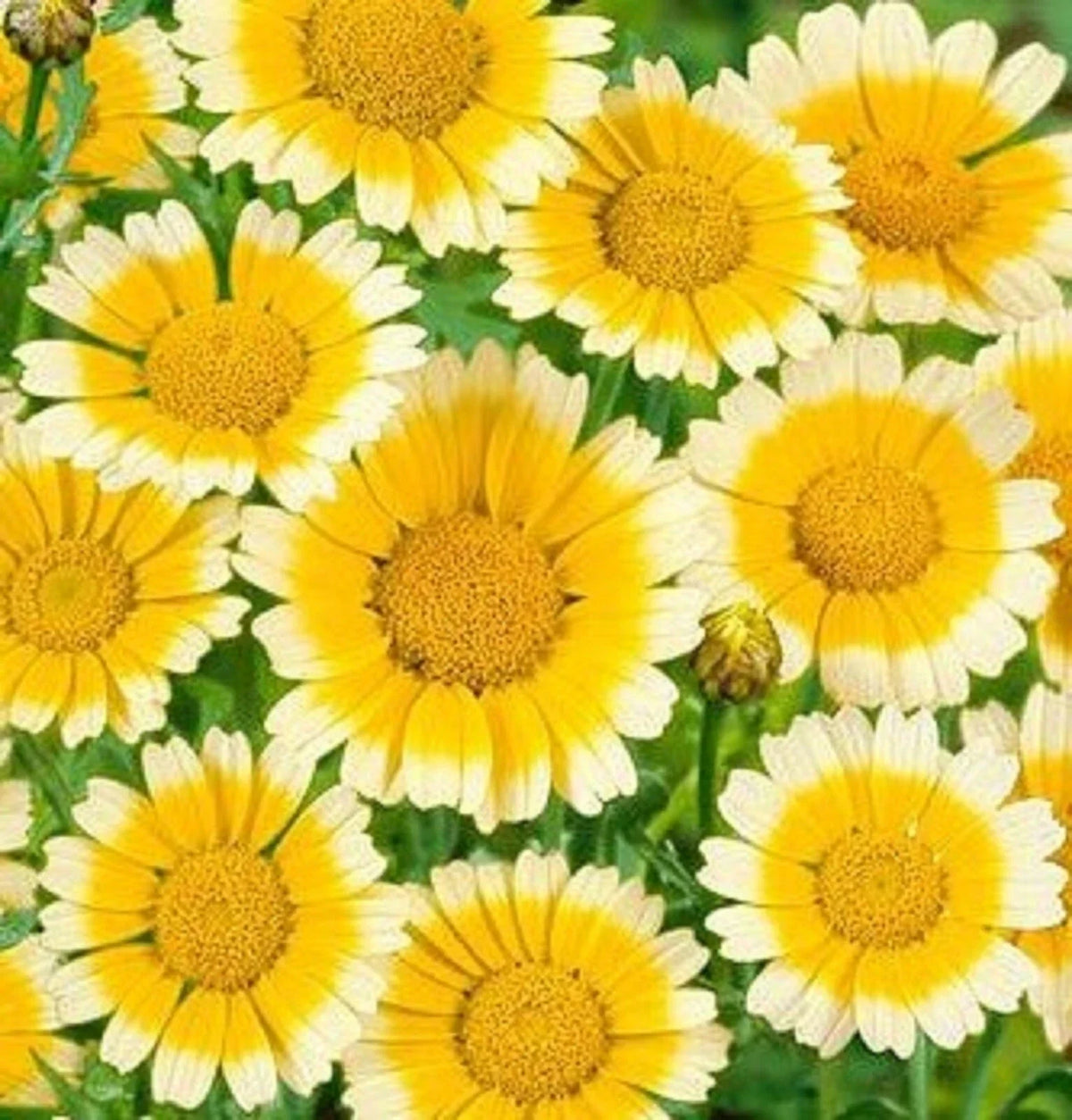 Garland Daisy Seeds 200 Count - Bright Yellow Flowers - Chrysanthemum coronarium - Easy to Grow for Garden and Containers