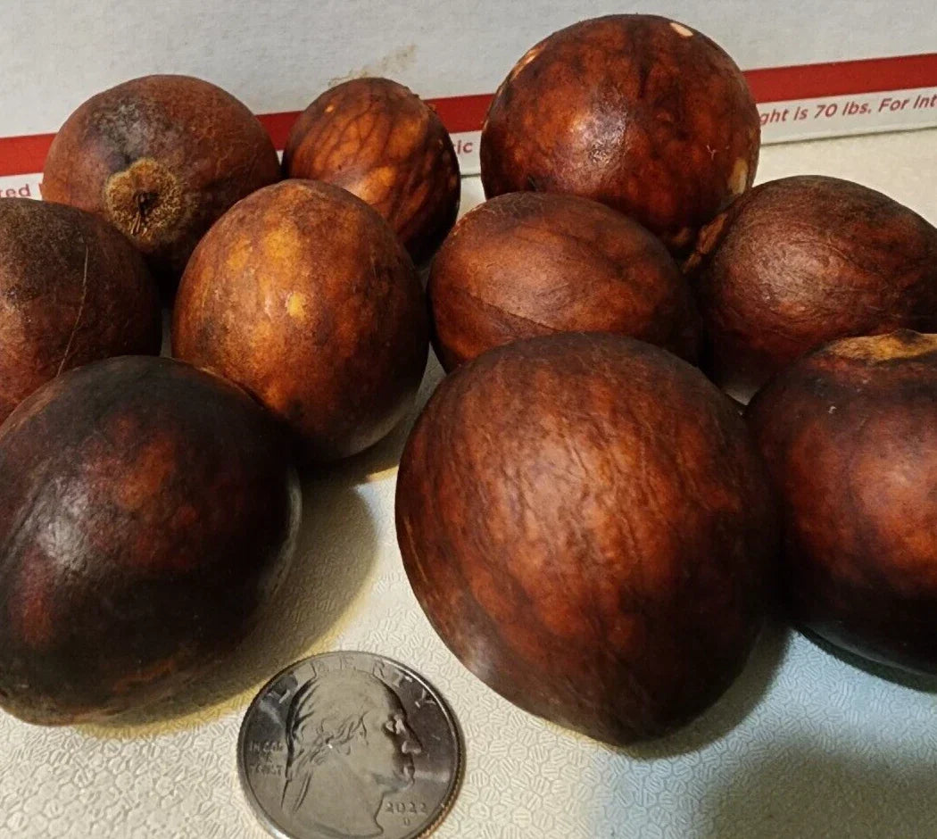 Lula Avocado Fruit Tree Seeds - 2 Seeds - Persea Americana - High Yield, Ideal for Home Garden and Container Planting
