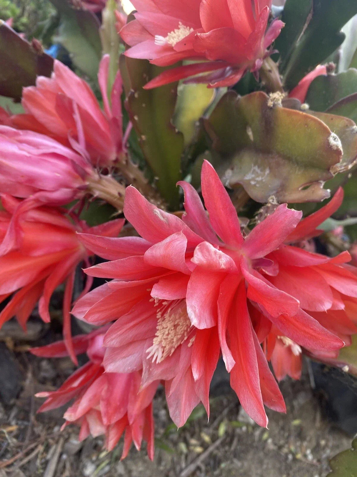 Red Orchid Cactus Cuttings - 3 Pieces, Epiphyllum Disocactus Ackermannii, Indoor Gardening, Succulent Lovers, 4"-8" Long