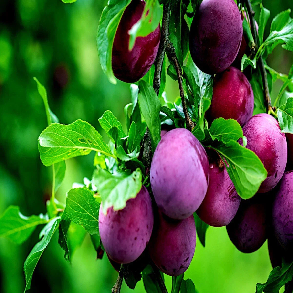 American Plum Tree Seeds - Fast Growing Fruit Plant - Prunus americana - Hardy in Zones 3-8 - Edible Plums for Home Gardens