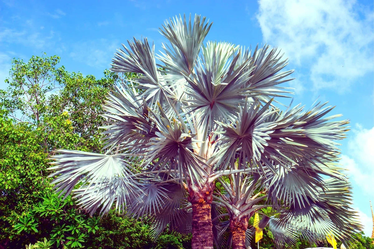 King Palm Seeds - 5 Seeds for Planting - Archontophoenix cunninghamiana - Tropical Garden - Indoor/Outdoor