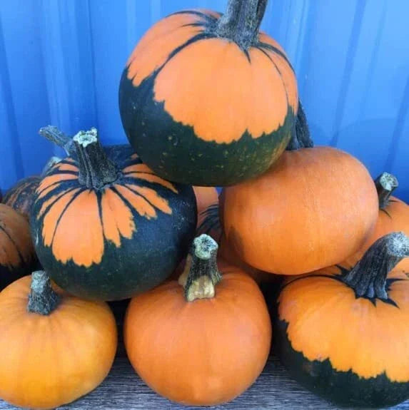 Batwing Pumpkin Seeds 10 Pack - Black Cape Variety (Cucurbita pepo) for Unique Halloween Garden Décor