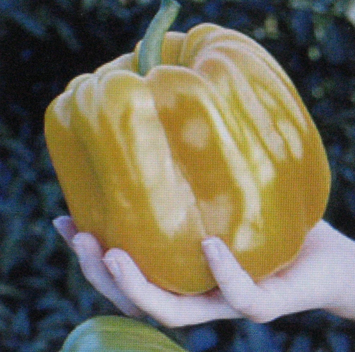 Sweet Coral Belle Pepper Seeds - 25 Pack - Orange, Flavorful Variety - Capsicum annuum for Home Gardening