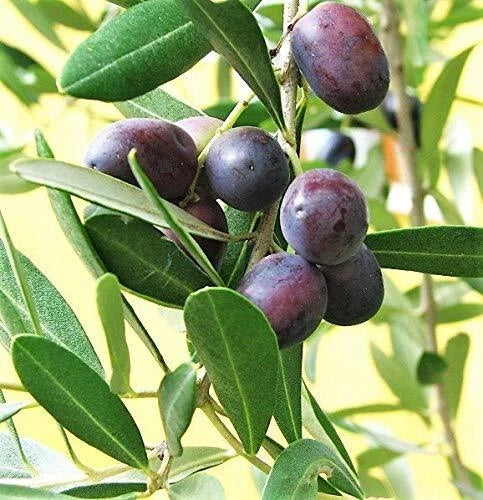 10 Canino Olive Trees - Starter Plants - Olea Europaea - Edible Green & Black Olives - Ideal for Gardens & Landscapes
