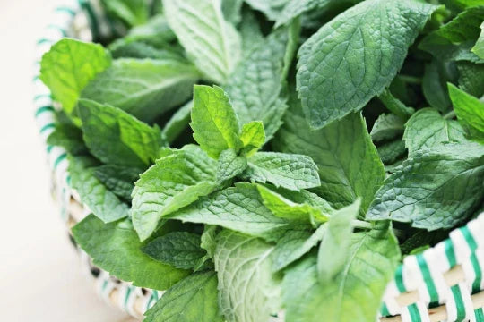 Spearmint Seeds - 100+ Premium Mentha spicata Seeds - Aromatic Culinary Herb - Non-GMO, Easy to Grow