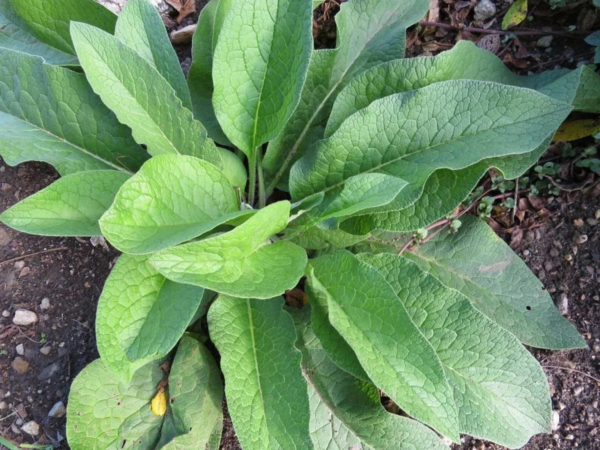 Russian Comfrey Root Cuttings 5 Pack, Bocking 14 Variety, Medicinal Plant, Symphytum x uplandicum, Organic Gardening