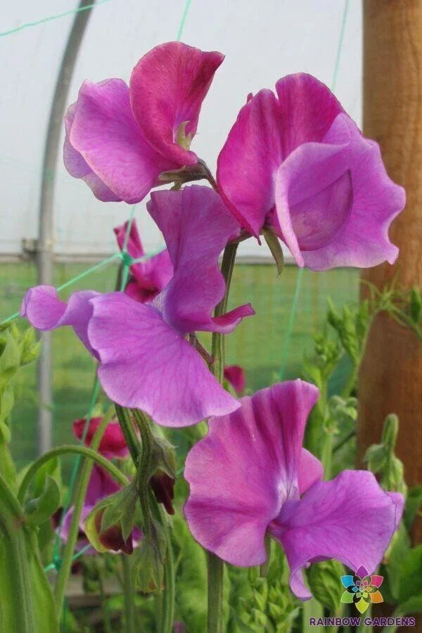 Sweet Pea Seeds - 50+ Heirloom Seeds for Garden Planting - Lathyrus odoratus - Non-GMO, Fragrant Blooms, USA Shipping