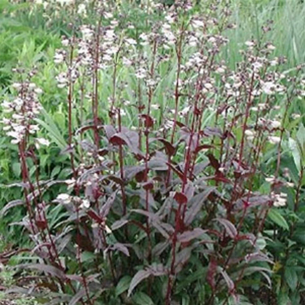 Foxglove Beardtongue Starter Plant - Husker Red - Penstemon digitalis - Bare Root Perennial for Hummingbirds and Butterflies