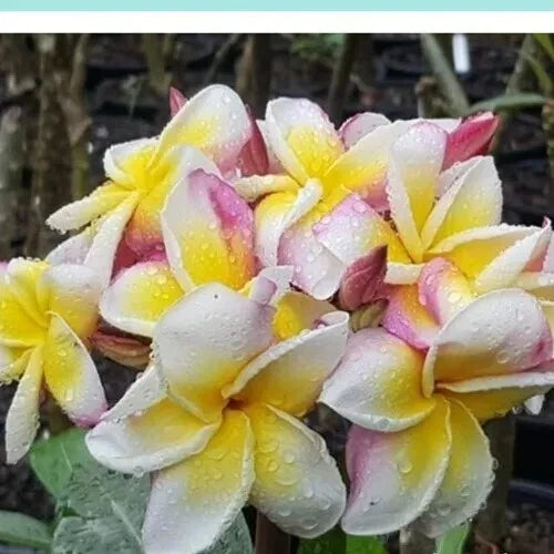 Plumeria Plant Rooted Cutting Nakaraj Tropical Flowering Plant Fragrant Blooms Plumeria spp.