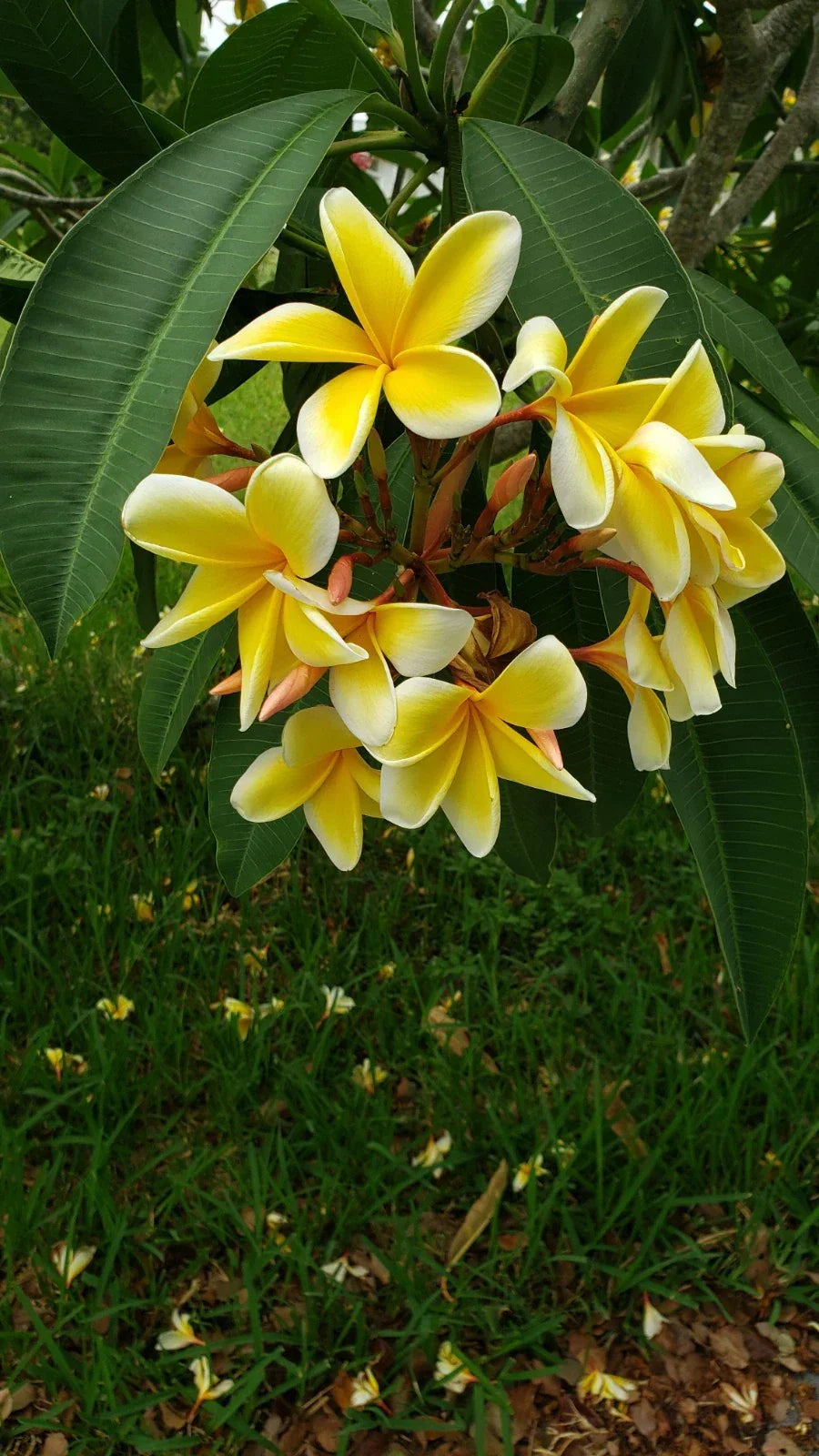 Plumeria Cutting 10-12 inch White/Yellow Unrooted Starter (Plumeria spp.) - Tropical Flowering Plant for Gardens & Containers