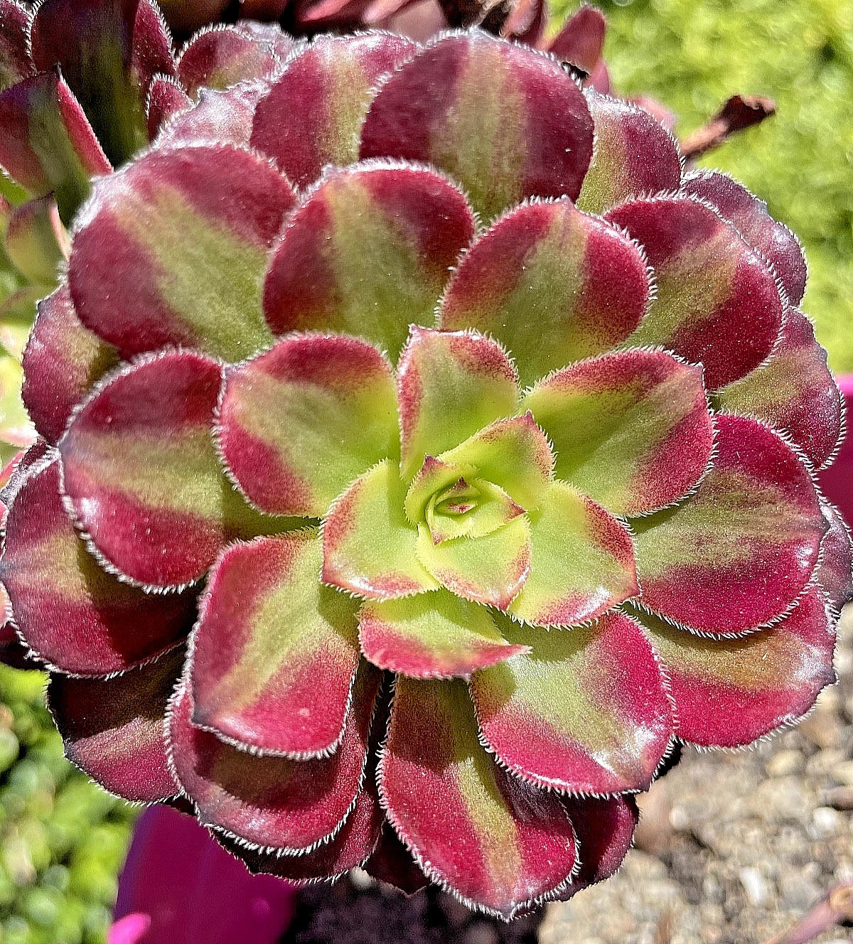 Rare Aeonium Mardi Gras Succulent Cutting 3-4" Variegated Live Plant - Unrooted Aeonium 'Mardi Gras' with Colorful Foliage