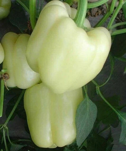 White Bell Pepper Seeds - 30+ Rare Sweet Culinary Seeds - Capsicum annuum - Ideal for Garden & Containers