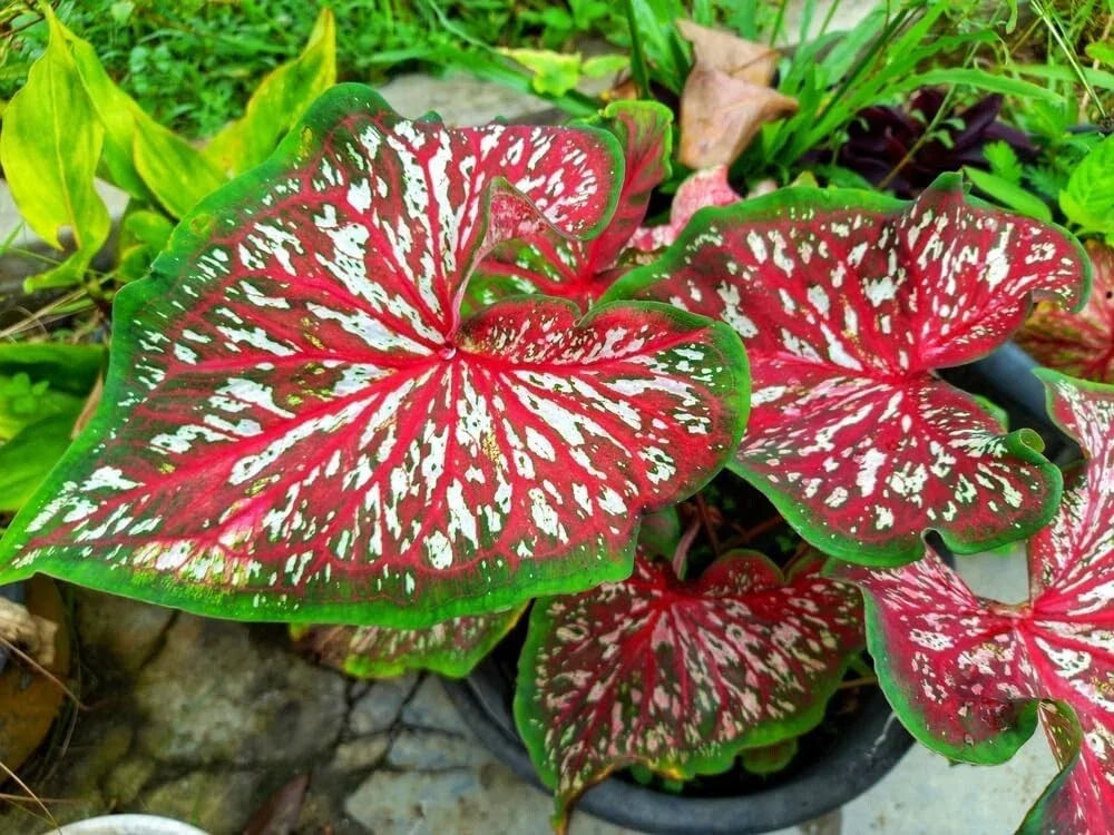 Caladium Bulbs 2 Pack - Carolyn Whorton - Colorful Foliage - Caladium bicolor - Ideal for Planting in Shade