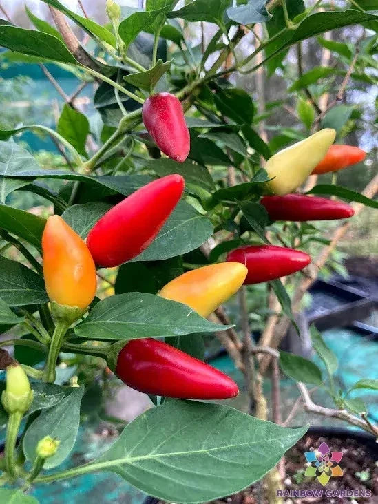 Purira Chile Hot Pepper Seeds - 25+ Pack - Capsicum annuum - Medium to Hot Flavor for Gardening