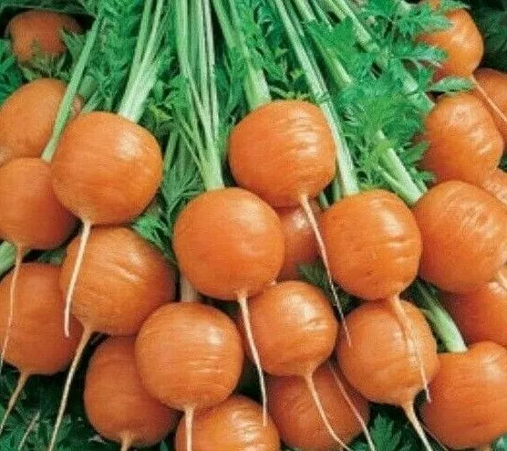 Parisian Carrot Seeds 500+ Non-GMO Culinary Daucus carota for Vegetable Gardens and Soups
