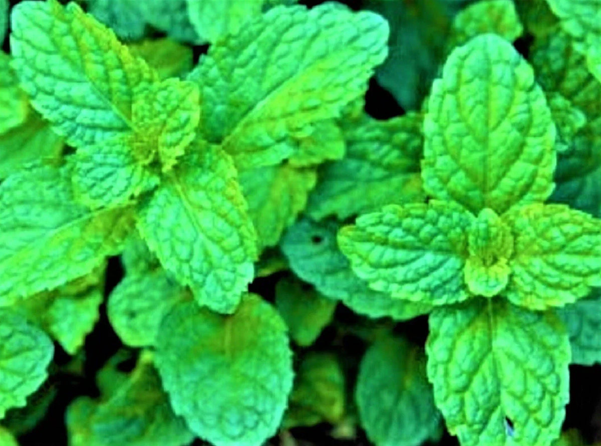 Lemon Balm Seeds Non-GMO 100+ Count - Melissa officinalis - Herbal Gardening Supplies for Culinary Use