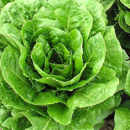 Buttercrunch Lettuce Seeds | Heirloom Non-GMO | Lactuca sativa | AAS Winner | Easy to Grow for Home Gardens