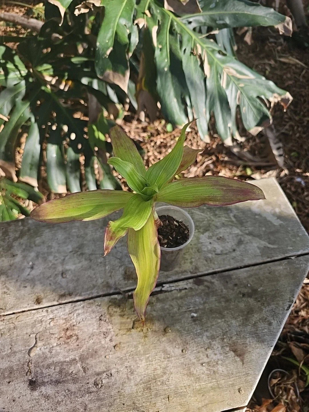 Callisia Fragrans Plant - 3" Pot - Red White Variegated - Easy Care Indoor Basket Plant - Callisia repens