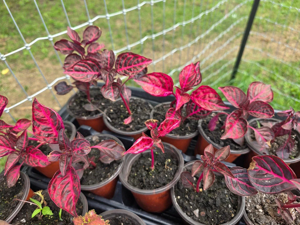 Live Rooted Bloodleaf Plant Starter - Lysine Chicken Gizzard - Iresine herbstii - Easy to Grow Indoor/Outdoor Foliage