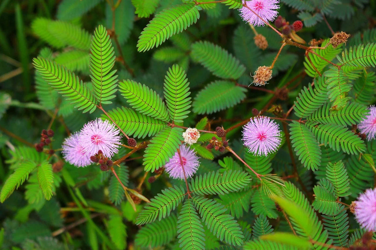 Mimosa Flower Seeds 20 Pack - Pink Blooms, Pollinator Friendly, Albizia julibrissin, Grown in USA, Ships from Iowa