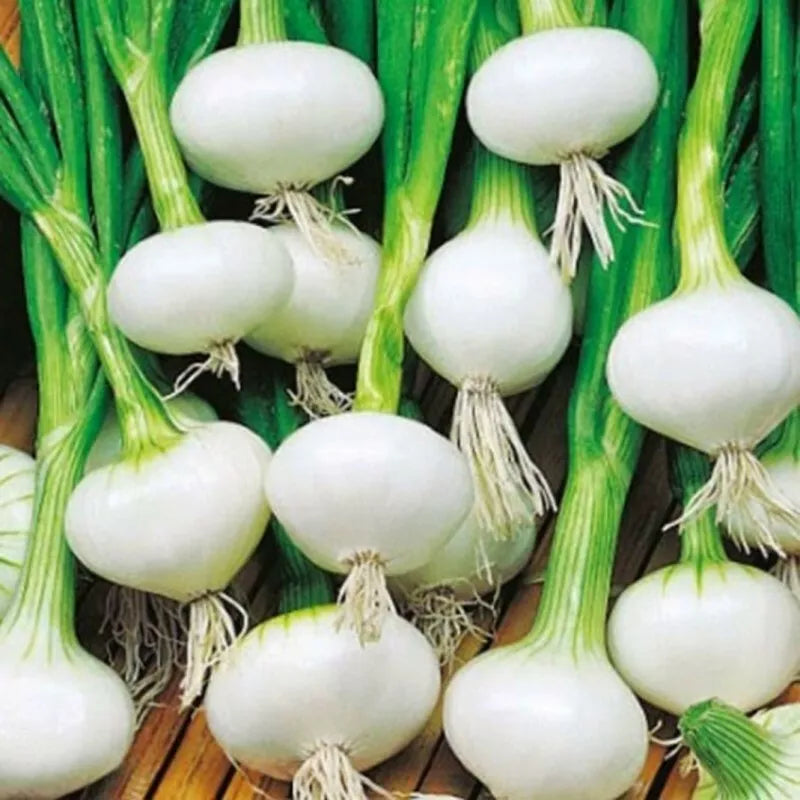 Crystal White Wax Onion Seeds 200+ Non-GMO Vegetable Garden Seeds Allium cepa for Sweet Cooking and Salads, USA