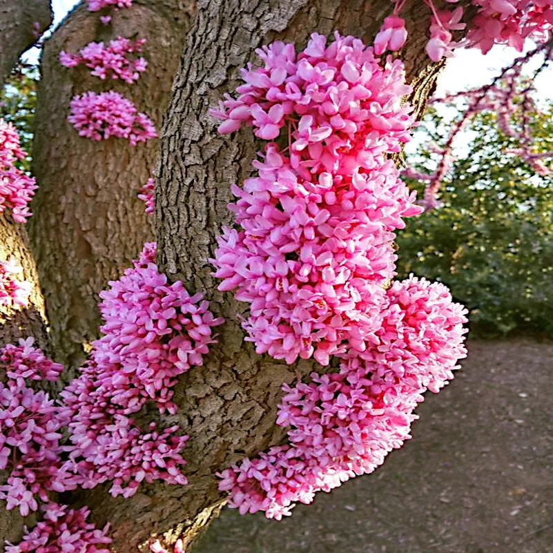 Judas Tree Seeds - Cercis siliquastrum - Mediterranean Redbud - Hardy & Fast Growing - Pink Flowering Ornamental Seeds