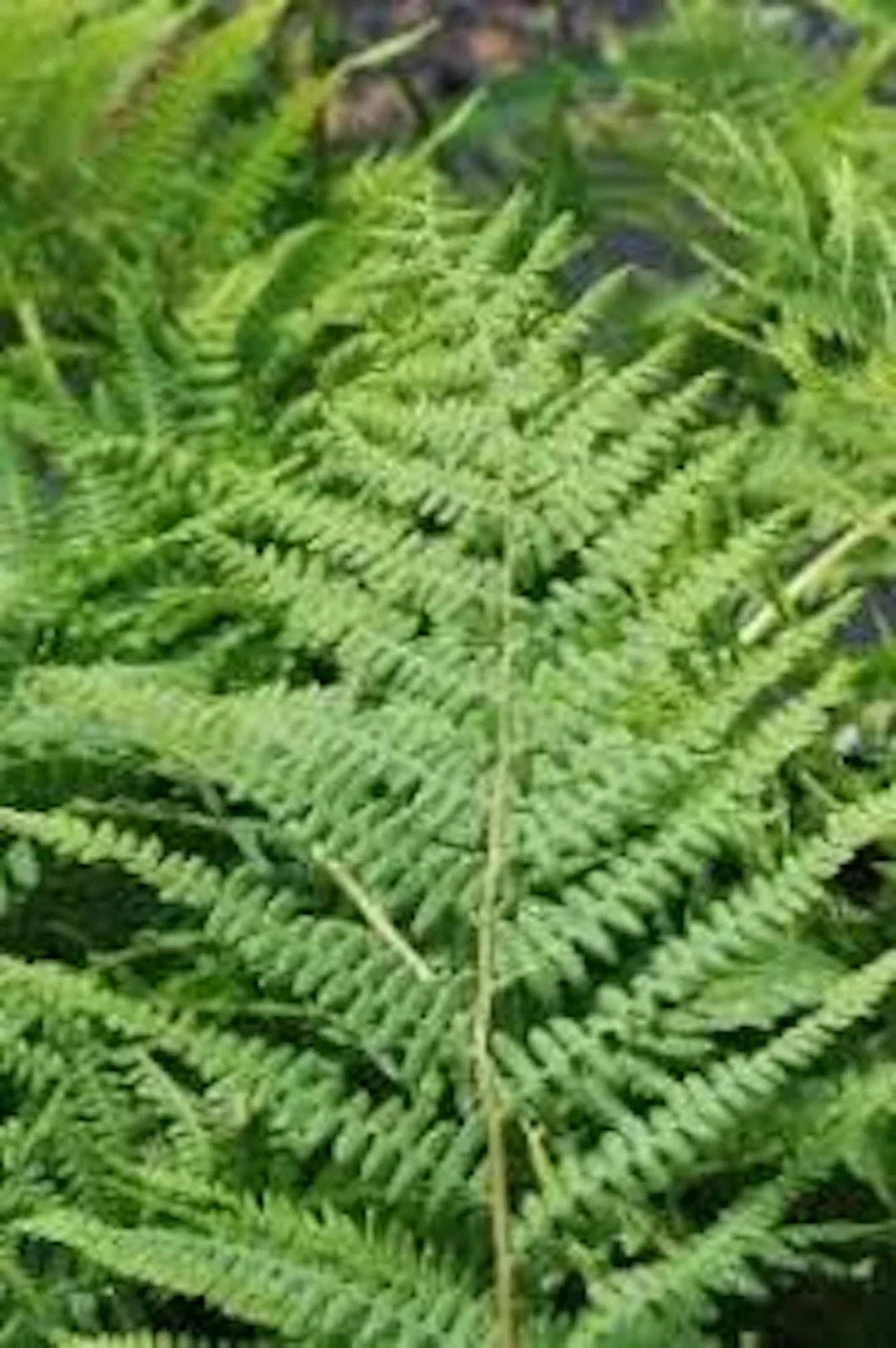 Lady Fern Roots - 3 Bare Root Plants - Athyrium Filix-Femina - Hardy Perennial Ferns for Shaded Gardens and Landscapes