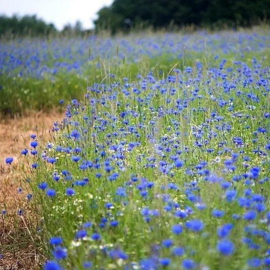 Cornflower Seeds 400 Count - Tall Blue Heirloom Bachelor Button - Non-GMO (Centaurea cyanus) - AAS Winner