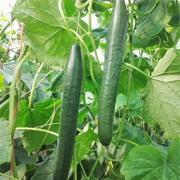 Non-GMO Cucumber Seeds - 50+ Long Green Cucumis sativus for Vegetable Garden - Easy to Grow, High Yield, Ideal for Home Gardens