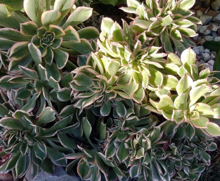 Cactus Cutting #5 - Succulent Variety for Propagation - Echinopsis spp. - Ideal for Indoor Gardens