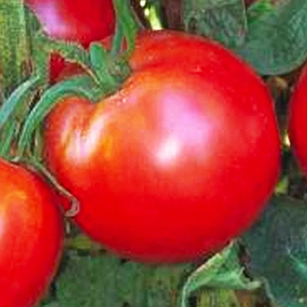 Bradley Tomato Seeds | NON-GMO Heirloom Variety | Solanum lycopersicum | Fresh Organic Vegetable Seeds