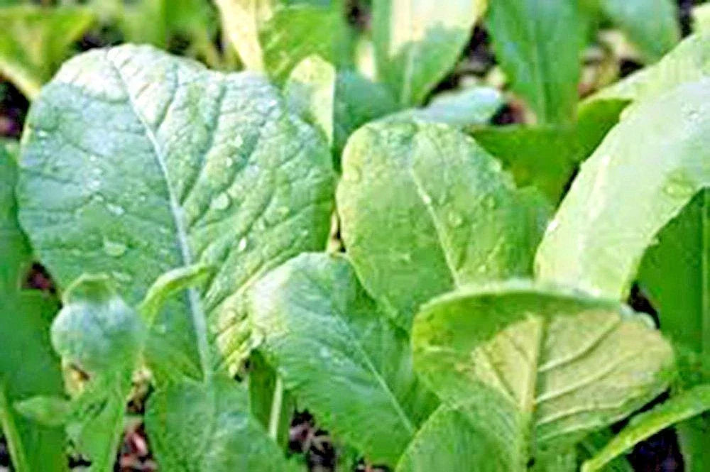 Tendergreen Mustard Seeds | Organic Seed Packet | Brassica juncea | Fast-Growing Container Greens for Spring & Fall Gardening