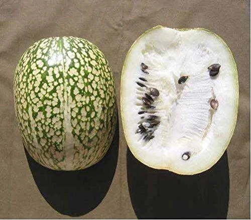 10 Seeds Shark Fin Melon Chilacayote Heirloom Very Rare Sechium edule - Unique Gourd Seeds for Gardening and Culinary Use