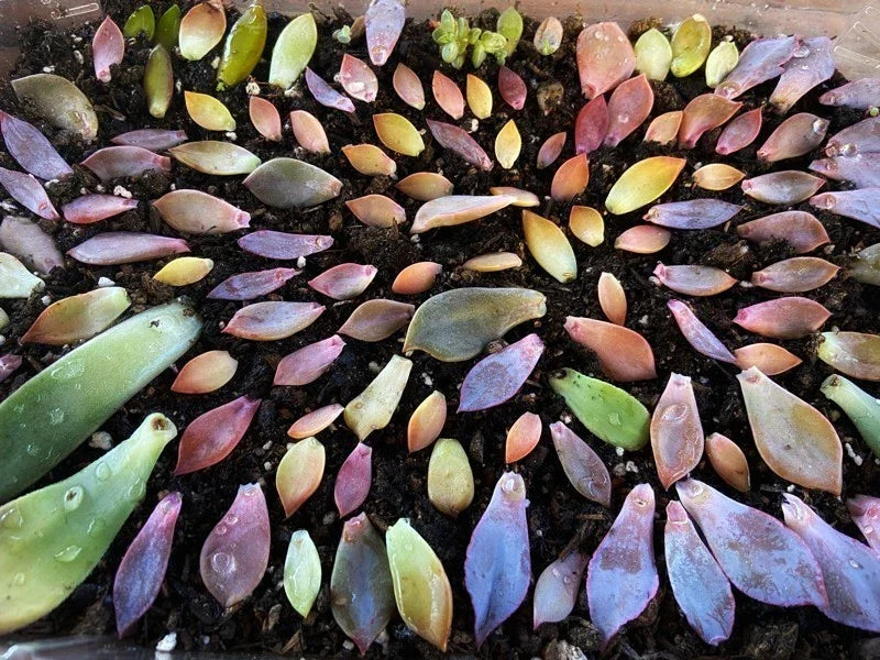 Assorted Succulent Leaves for Propagation - Variety Pack - Ideal for Planting - Various Species - Eco-Friendly Gardening