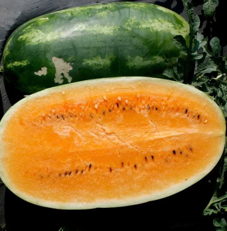 Tendersweet Orange Watermelon Seeds - Non-GMO Heirloom, Organic, Citrullus lanatus, 20+ Seeds Packet