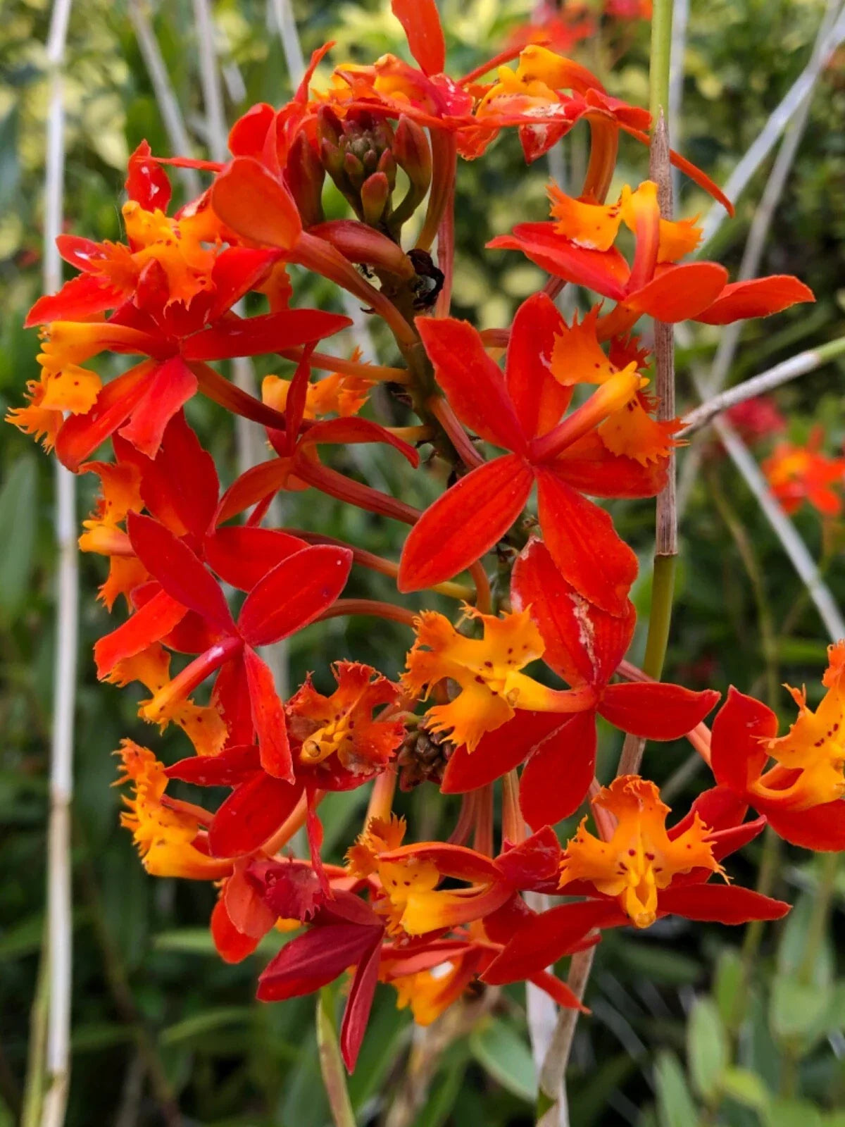 Epidendrum Radicans Orange Orchids - 2 Live Cuttings for Potting or Ground, Tropical Orchid Plant, Bright Orange Blooms