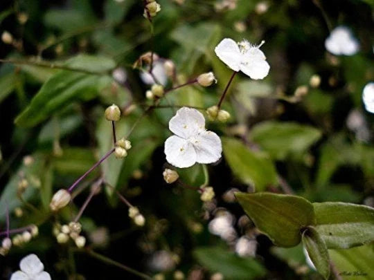 Gibasis Geniculata Starter Plant - Blooming White Tahitian Bridal Veil - Indoor Houseplant Decor - Low Maintenance Greenery